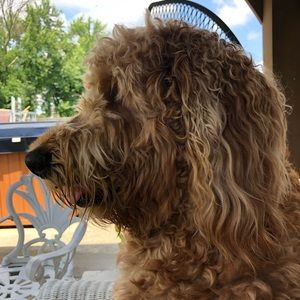 Meet your Posher, Barbara